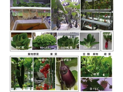 有機水耕栽培と障がい者雇用を融合。エネショウ、農福連携プロジェクト開始へ